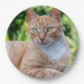 Süße kleine Kätzchen Pappteller (Vorderseite)