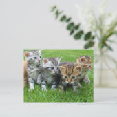 Süße kleine Kätzchen Postkarte (Stehend Vorderseite)