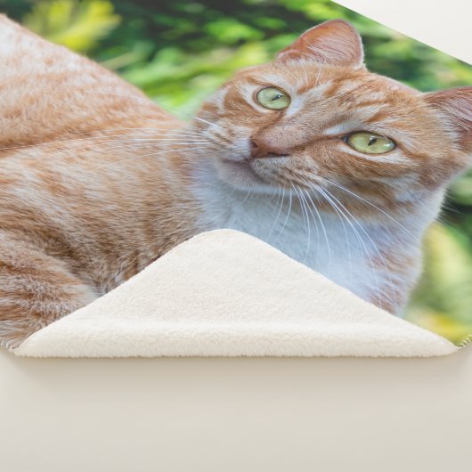 Süße kleine Kätzchen Sherpadecke (3/4)