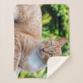 Süße kleine Kätzchen Sherpadecke (Vorderseite)