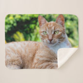 Süße kleine Kätzchen Sherpadecke (Vorderseite (Horizontal))