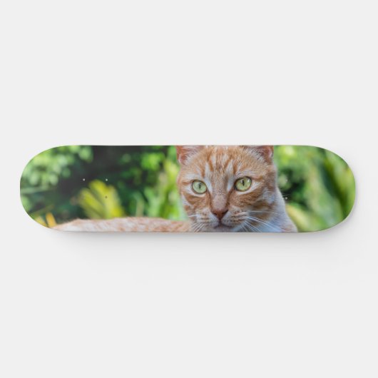 Süße kleine Kätzchen Skateboard (Horizontal)