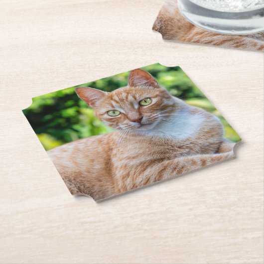 Süße kleine Kätzchen Untersetzer (angewinkelt)