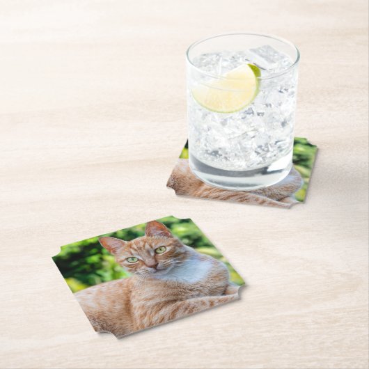 Süße kleine Kätzchen Untersetzer (Vor Ort)