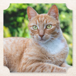 Süße kleine Kätzchen Untersetzer