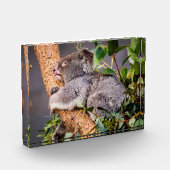 Süße kleine Koala Fotoblock (Links)