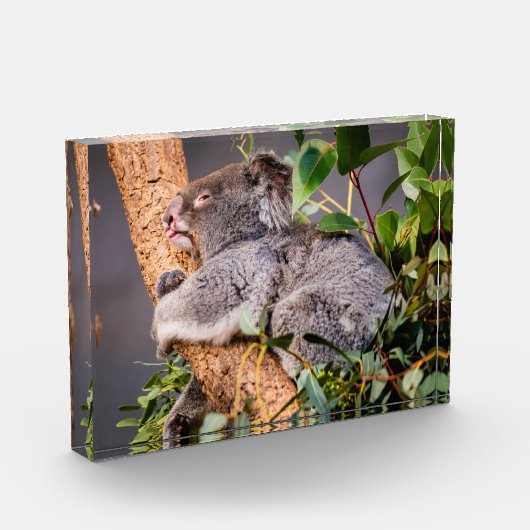 Süße kleine Koala Fotoblock (Links)