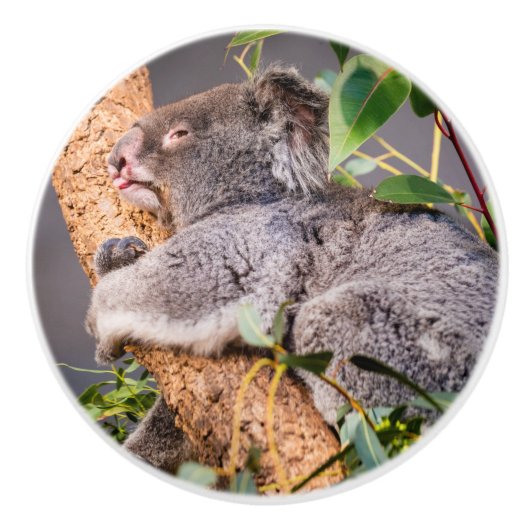 Süße kleine Koala Keramikknauf (Vorderseite)