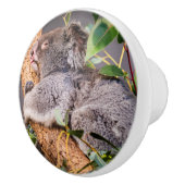 Süße kleine Koala Keramikknauf (Rechts)