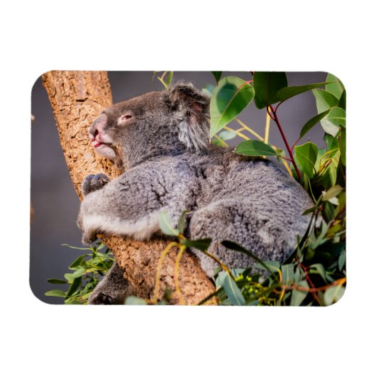 Süße kleine Koala Magnet (Horizontal)