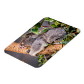 Süße kleine Koala Magnet (Linke Seite)