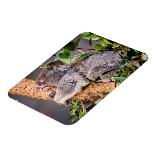 Süße kleine Koala Magnet (Linke Seite)