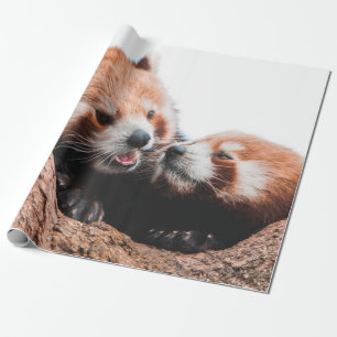 SÜSSE KOALA-BÄREN-FAMILIE GESCHENKPAPIER