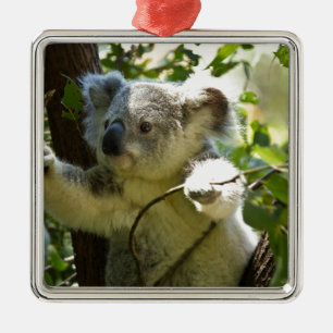 Süsse Koala Ornament Aus Metall