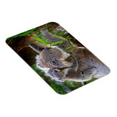 Süße Koalas Magnet (Rechte Seite)