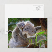 Süße Koalas Postkarte (Vorne/Hinten)