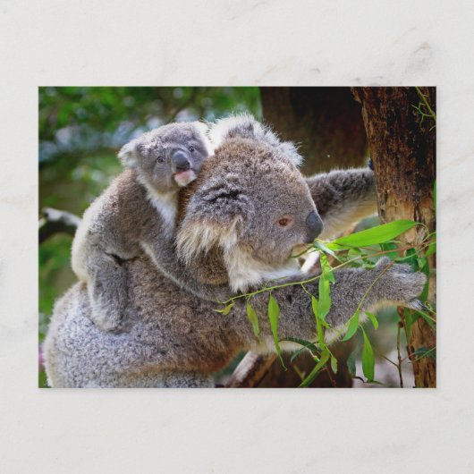 Süße Koalas Postkarte (Vorderseite)