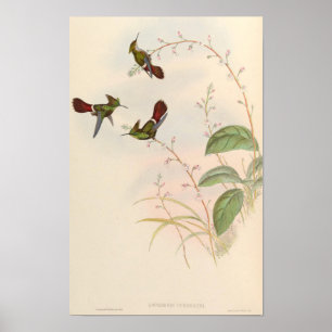 Süße Kolibris Lophornis Verreauxi - John Gould Poster