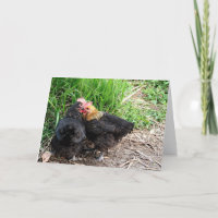 Süße kuschelnde Hühner Fotografie Benutzerdefinier