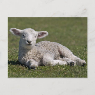 Süße Lamm Postkarte