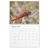 Süße Libellen in der Natur Wandkalender (Feb 2027)