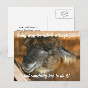 Süße Llama-Farmtier Humorvoll Postkarte
