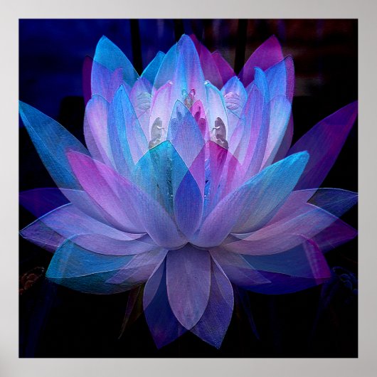 Süße Lotus.... Poster (Vorne)