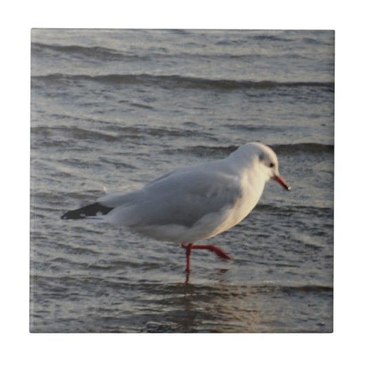 Süße Möwe Fliese (Vorderseite)