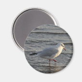 Süße Möwe Magnet (Vorderseite/Rückseite)