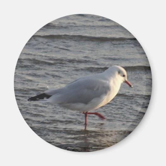 Süße Möwe Magnet (Vorne)