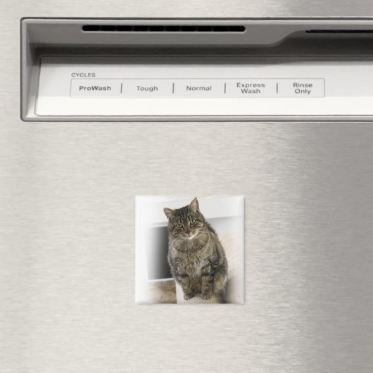 Süße, niedliche, freundliche Katze Magnet (In Situ (Geschirrspüler))