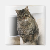 Süße, niedliche, freundliche Katze Magnet (Vorne)