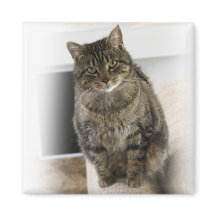 Süße, niedliche, freundliche Katze Magnet
