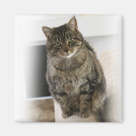 Süße, niedliche, freundliche Katze Magnet