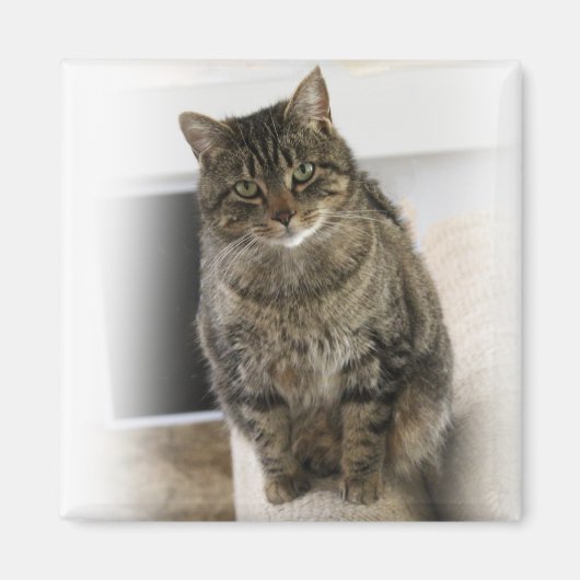 Süße, niedliche, freundliche Katze Magnet (Vorne)