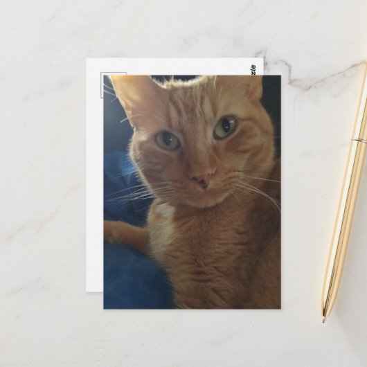 Süße niedliche Ginger-Tabby-Katze Postkarte (Vorderseite/Rückseite Beispiel)