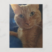 Süße niedliche Ginger-Tabby-Katze Postkarte (Vorderseite)