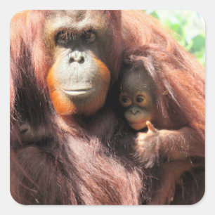 Süße Orang-Utan-Mutter und Baby mit Daumen hoch  Quadratischer Aufkleber