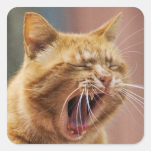 Süße orange Katze Gähnen Tier Natur Wildnis Quadratischer Aufkleber