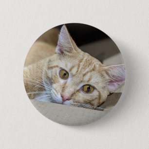 Süße Orange Tabby Katze Button