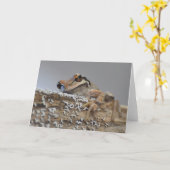 Süsse Pacific Tree Frog-Framework Art Card Karte (Gelbe Blume)