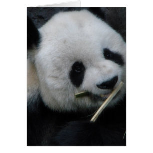 Süße Panda-Grußkarte