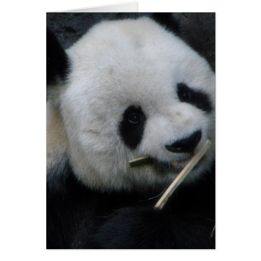 Süße Panda-Grußkarte (Vorne)