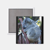 Süsse Pie Koala Magnet (Vorderseite/Rückseite)