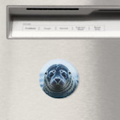 Süße Robbe Nahaufnahme Magnet (In Situ (Geschirrspüler))