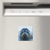 Süße Robbe Nahaufnahme Magnet (In Situ (Geschirrspüler))