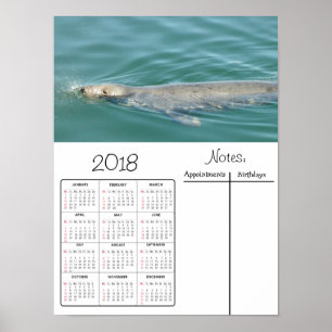 Süße Robbe Schwimmt Foto 2018 Kalender Poster