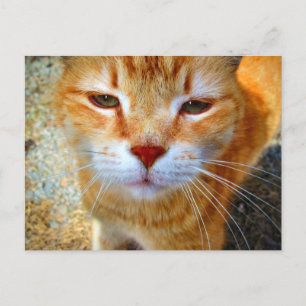 Süße rote Katze freundliche kleine Katze Postkarte