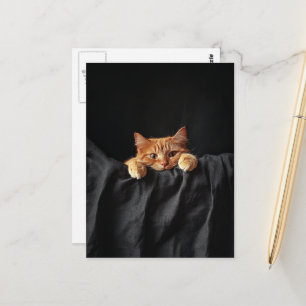 Süße rote Katze schaut dich an Postkarte