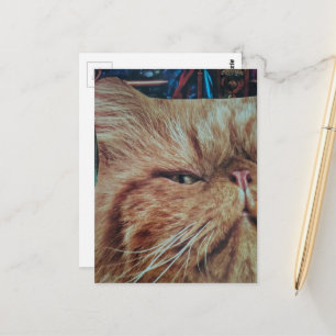 Süße rote Katzen Collage Postkarte